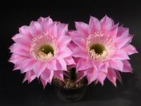 Thumbnail of 1683_Echinopsis Hybride Stars and Stripes_20120517_02(1).jpg